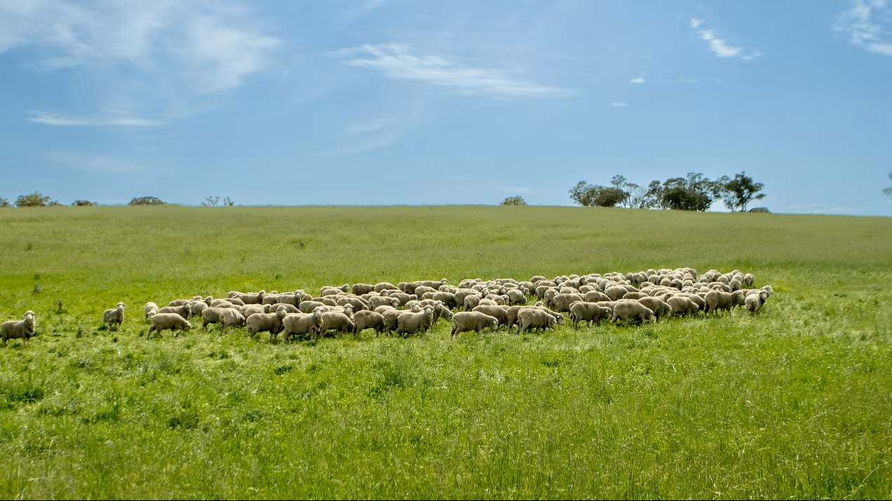GLENROY, Wallendbeen  Expressions of Interest by Farmbuy.com - image 10