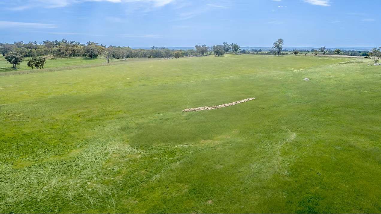 GLENROY, Wallendbeen  Expressions of Interest by Farmbuy.com - image 11