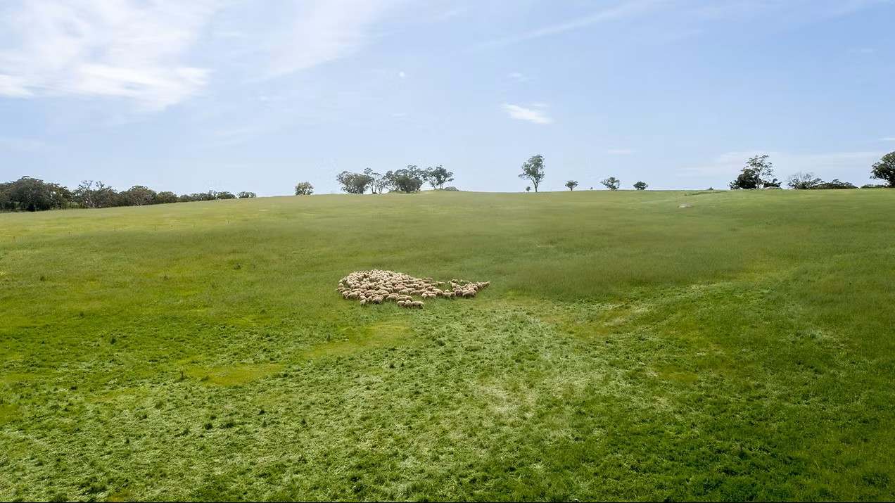 GLENROY, Wallendbeen  Expressions of Interest by Farmbuy.com - image 4