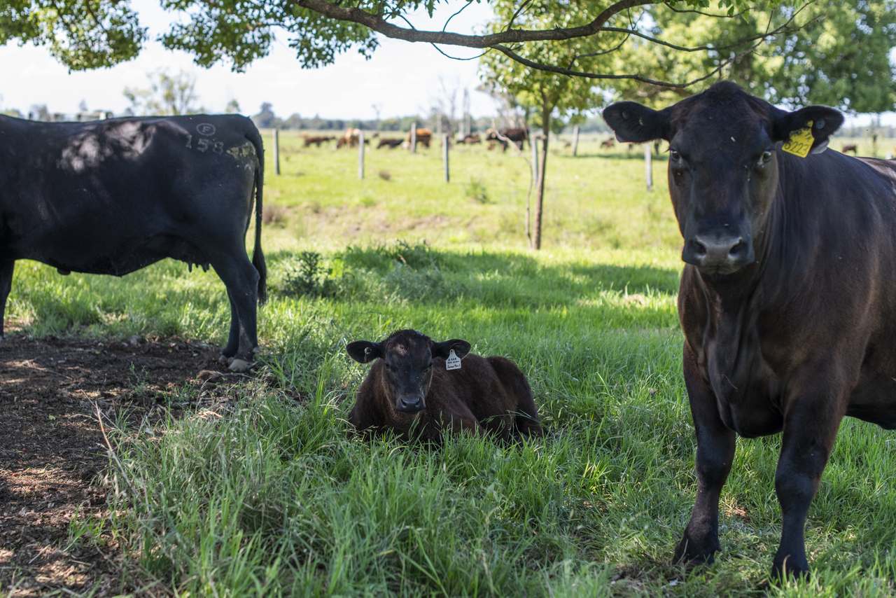 799 Lawrence Road , Southgate  For Sale by Farmbuy.com - image 18