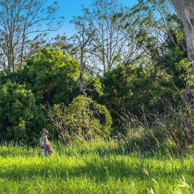 160 Busbys Flat Road, Leeville Auction by Farmbuy.com - image 20