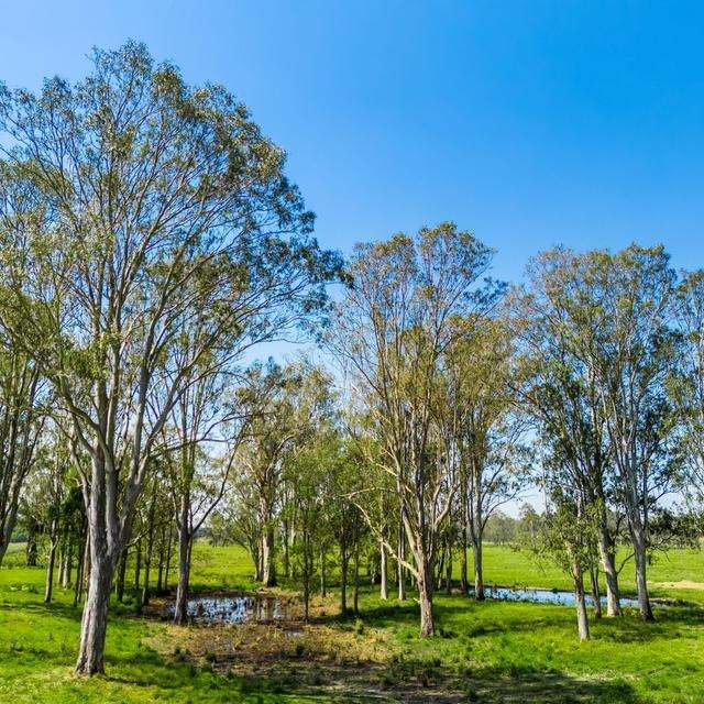 160 Busbys Flat Road, Leeville Auction by Farmbuy.com - image 32