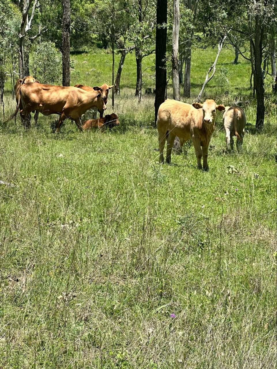 3861 Manumbar Road, Manumbar, Manumbar For Sale by Farmbuy.com - image 3