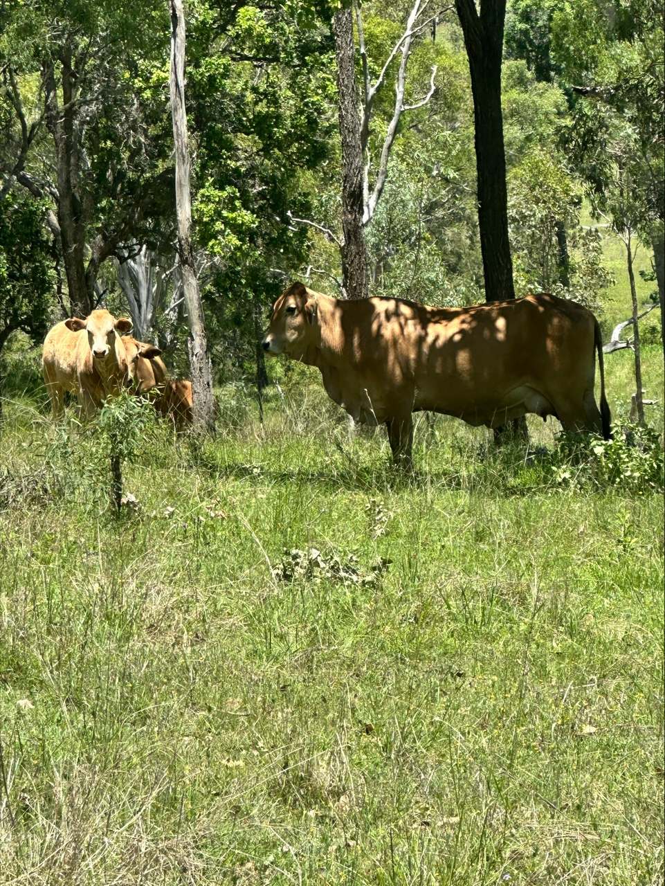 3861 Manumbar Road, Manumbar, Manumbar For Sale by Farmbuy.com - image 8