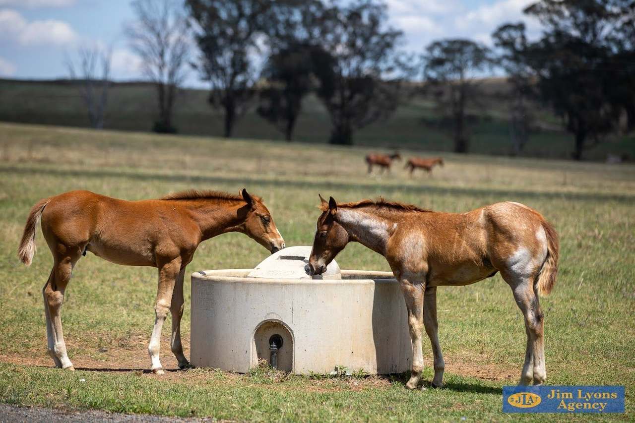 95 Spains Lane, Tamworth For Sale by Farmbuy.com - image 12