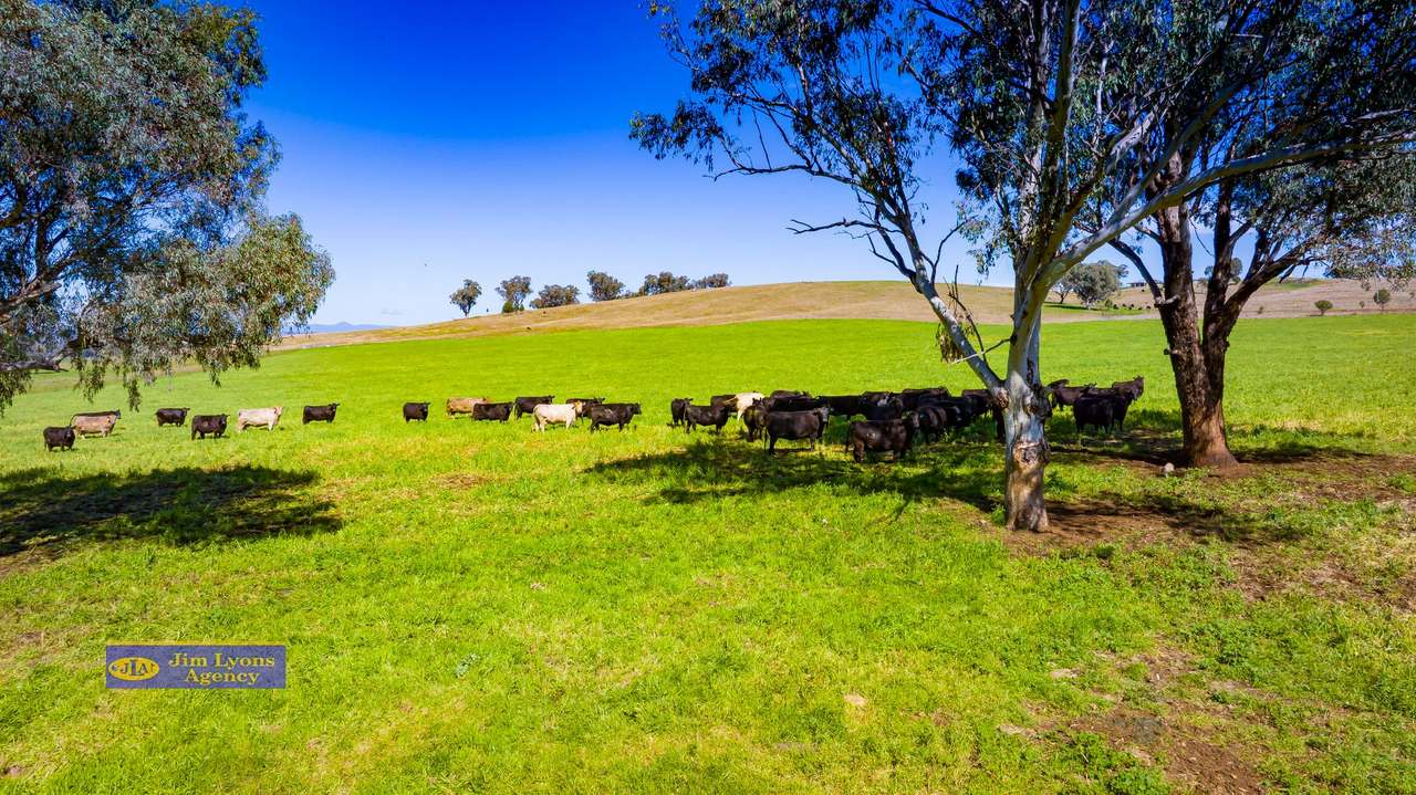 2226 Manilla Road, Tamworth For Sale by Farmbuy.com - image 51