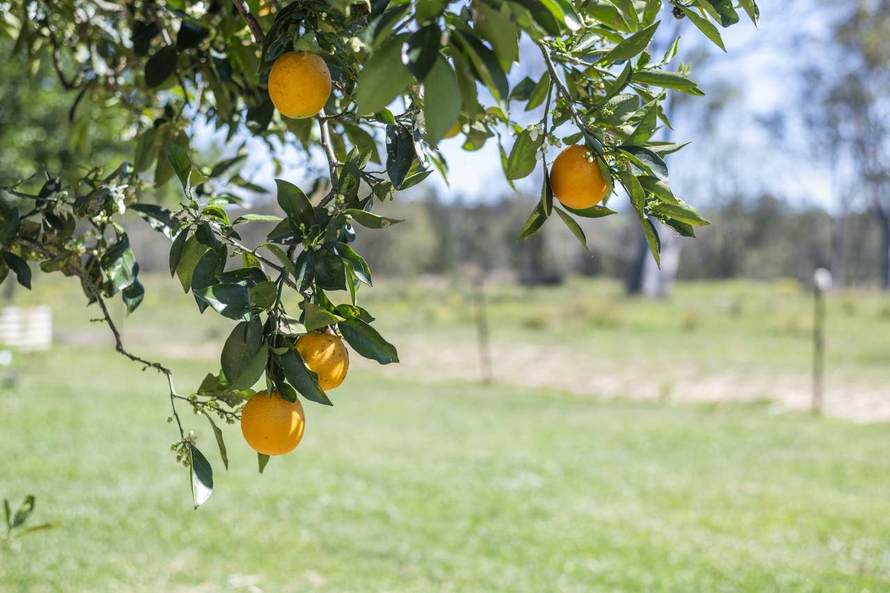 342 Mantons Road, Lawrence For Sale by Farmbuy.com - image 18