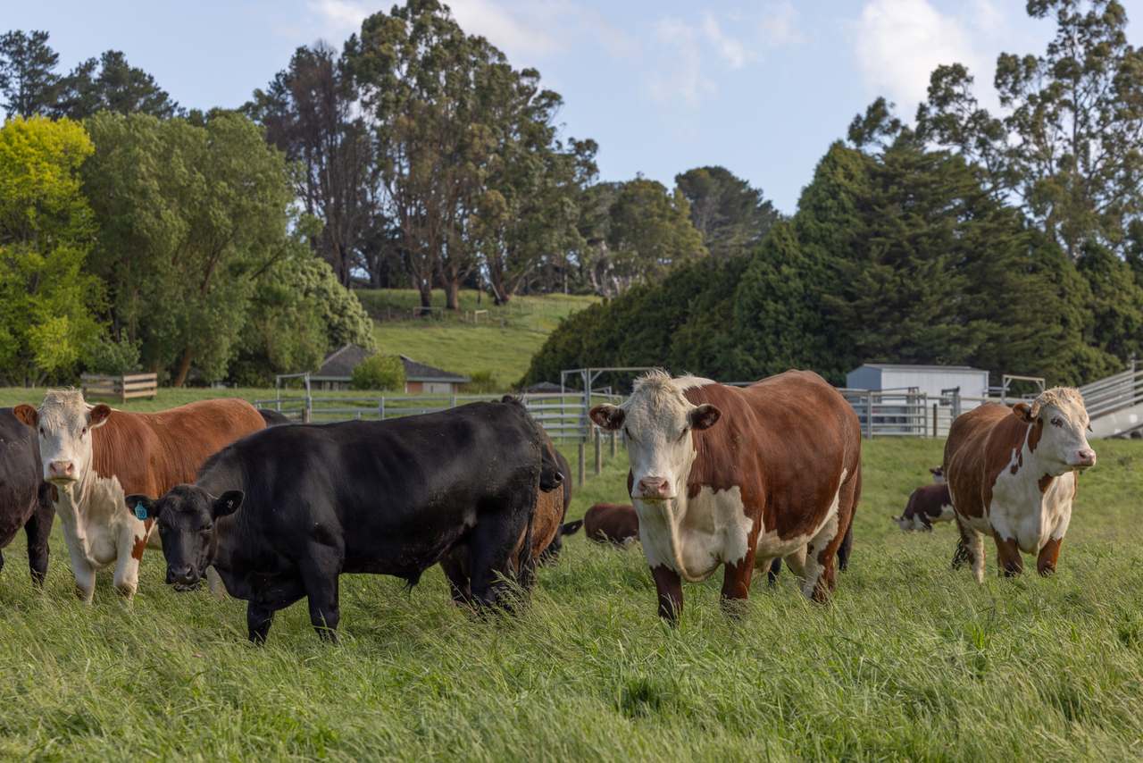 520 Foster Road, Boolarra South For Sale by Farmbuy.com - image 6