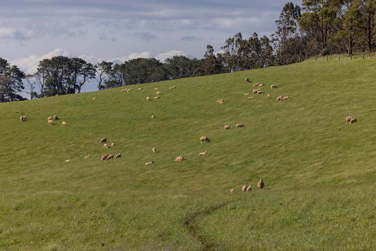 520 Foster Road, Boolarra South For Sale by Farmbuy.com - image 5