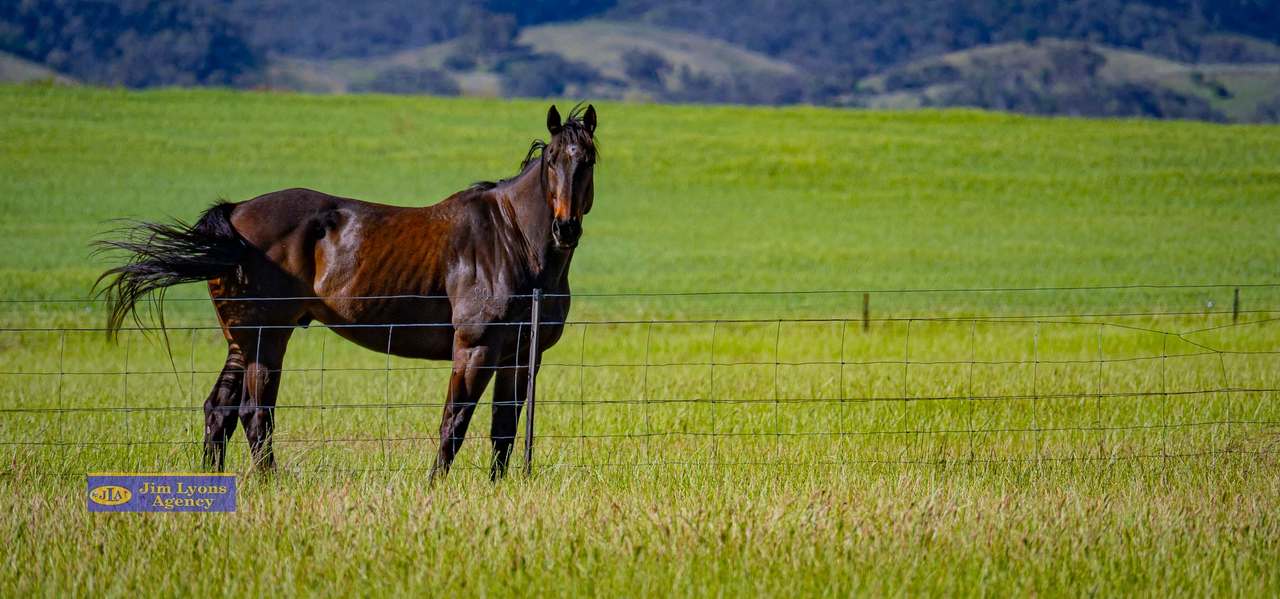 877 Ascot Calala Rd, TAMWORTH For Sale by Farmbuy.com - image 18