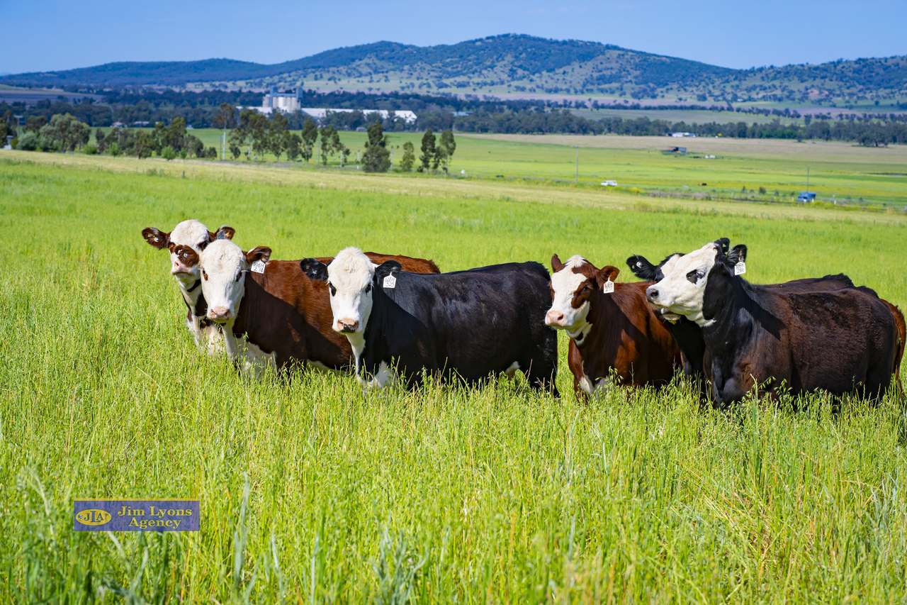 151 Deeks Road, Werris Creek For Sale by Farmbuy.com - image 20