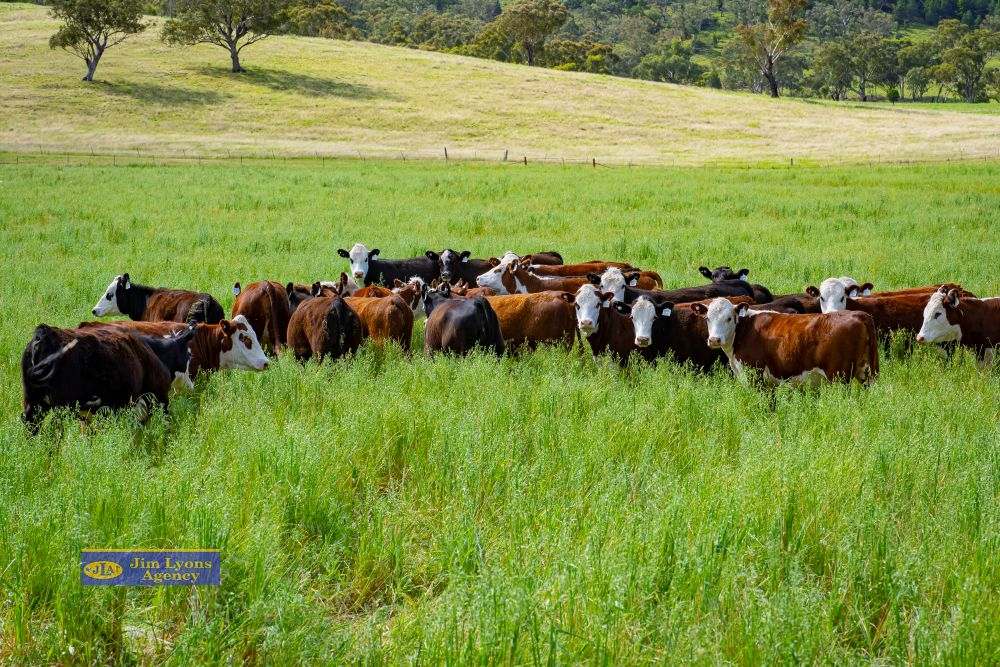 151 Deeks Road, Werris Creek For Sale by Farmbuy.com - image 19