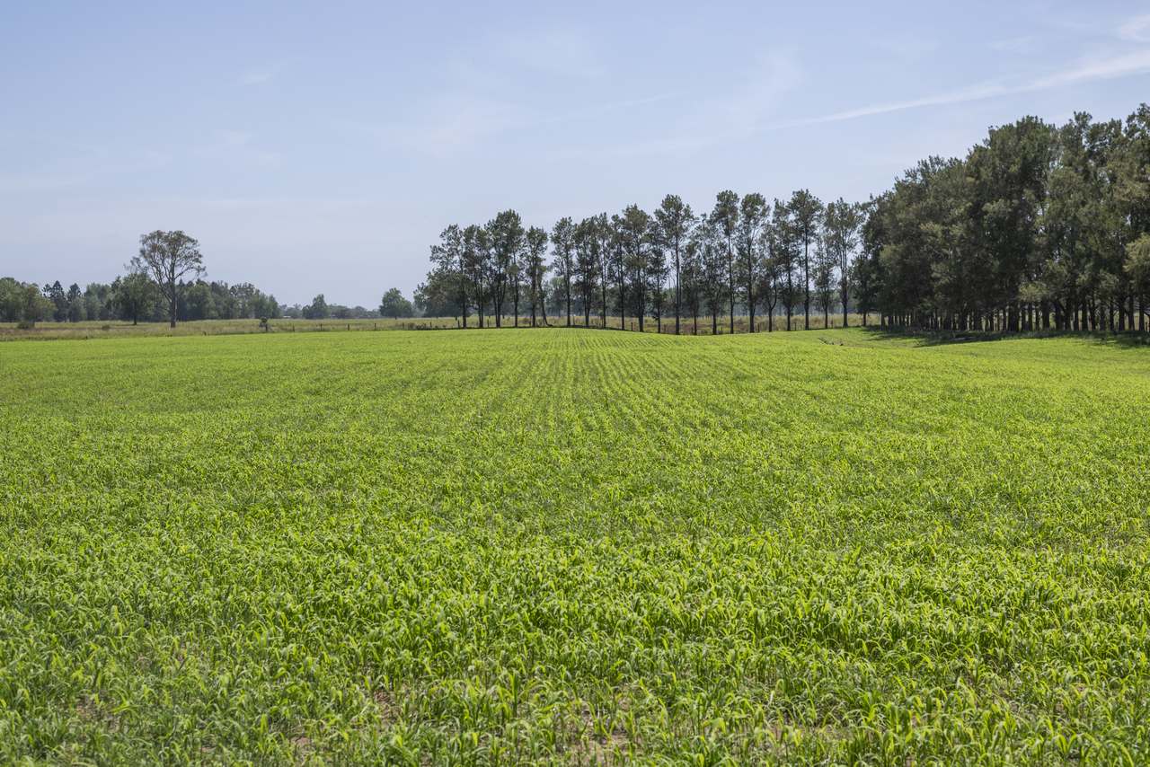 467 Great Marlow Road, Great Marlow For Sale by Farmbuy.com - image 19