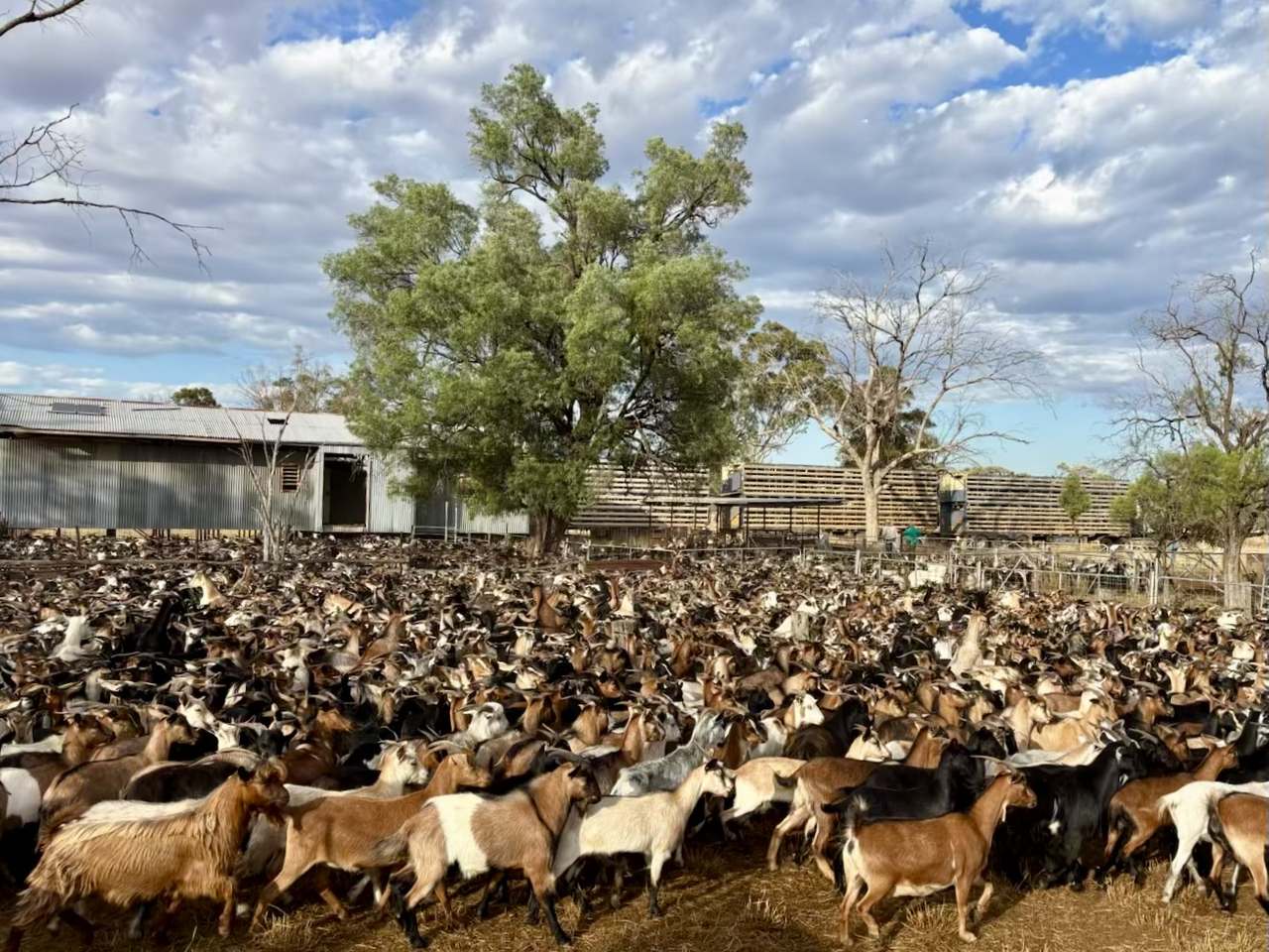 3495 Jakelwar Goodooga Road, Dirranbandi Expressions of Interest by Farmbuy.com - image 49