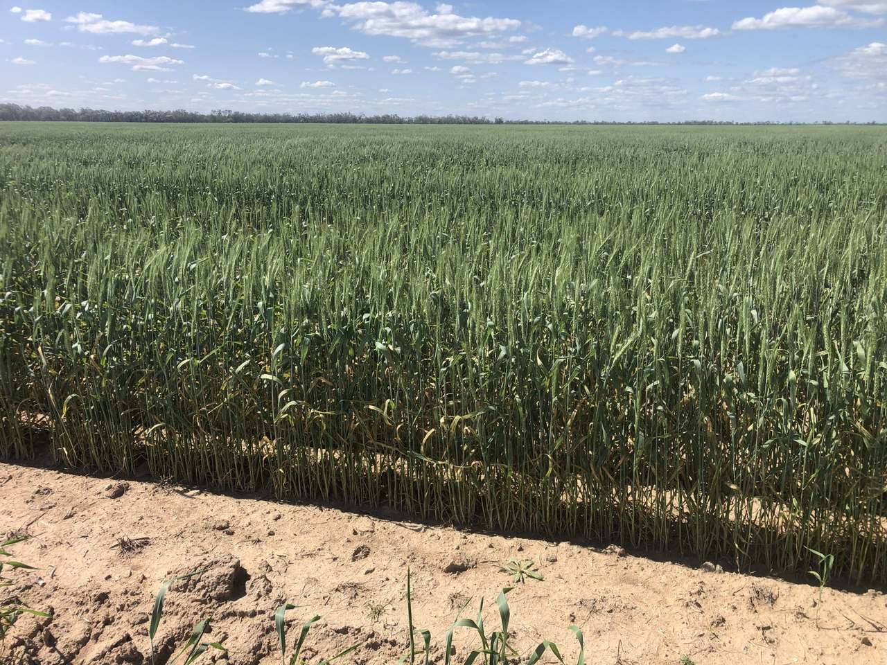 3495 Jakelwar Goodooga Road, Dirranbandi Expressions of Interest by Farmbuy.com - image 45