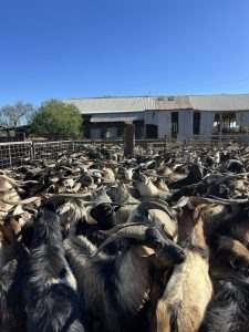 3495 Jakelwar Goodooga Road, Dirranbandi Expressions of Interest by Farmbuy.com - image 4