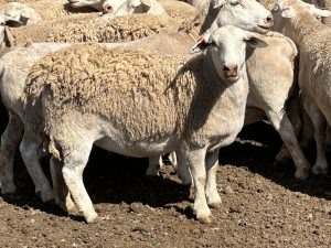 3495 Jakelwar Goodooga Road, Dirranbandi Expressions of Interest by Farmbuy.com - image 3