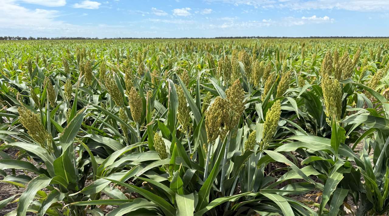 3495 Jakelwar Goodooga Road, Dirranbandi Expressions of Interest by Farmbuy.com - image 47