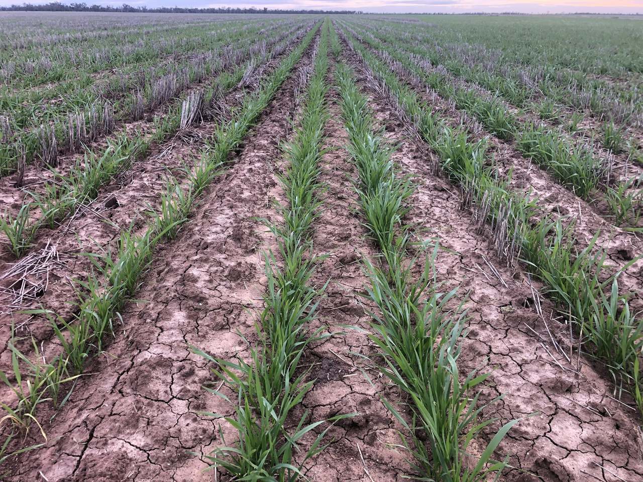 3495 Jakelwar Goodooga Road, Dirranbandi Expressions of Interest by Farmbuy.com - image 44