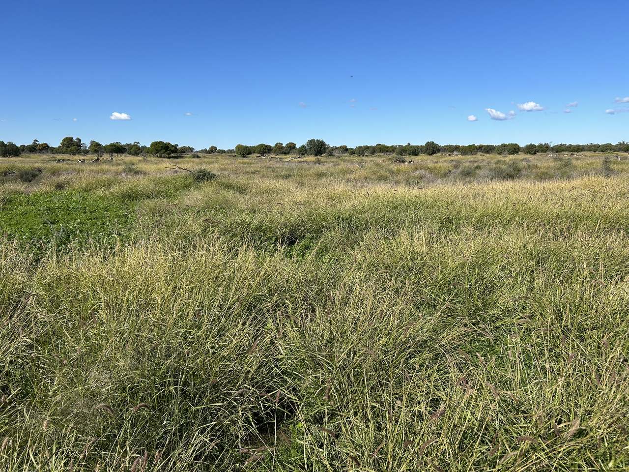 3495 Jakelwar Goodooga Road, Dirranbandi Expressions of Interest by Farmbuy.com - image 23