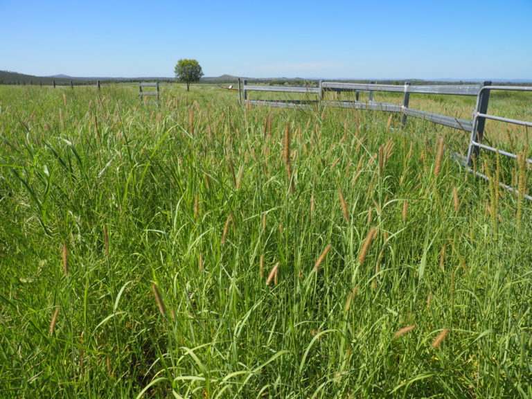 'Maralanna', CASTLE CREEK via Theodore For Sale by Farmbuy.com - image 32