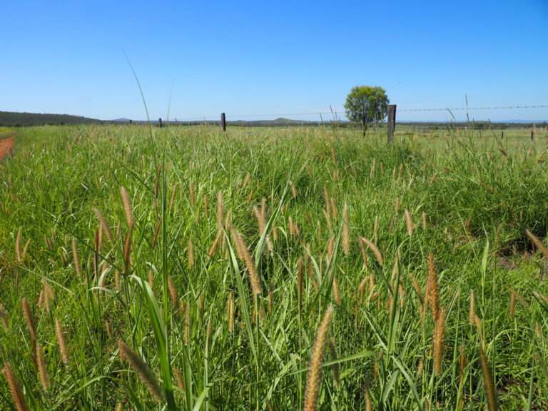 'Maralanna', CASTLE CREEK via Theodore For Sale by Farmbuy.com - image 36