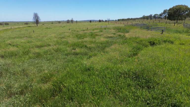 'Maralanna', CASTLE CREEK via Theodore For Sale by Farmbuy.com - image 26