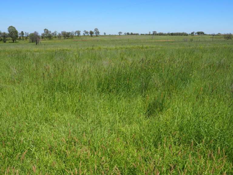 'Maralanna', CASTLE CREEK via Theodore For Sale by Farmbuy.com - image 69