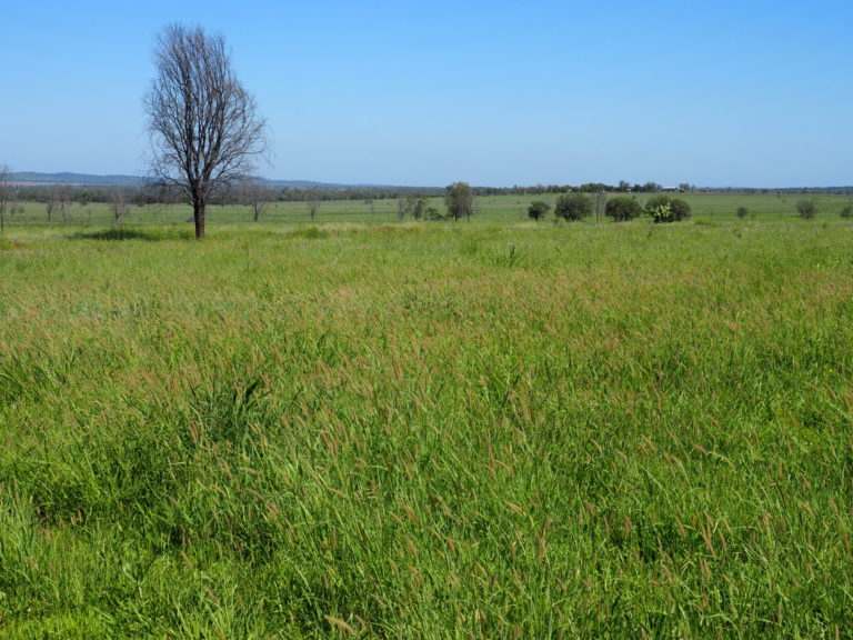 'Maralanna', CASTLE CREEK via Theodore For Sale by Farmbuy.com - image 33