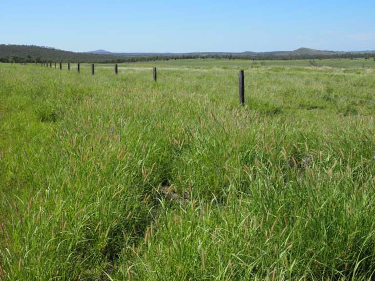 'Maralanna', CASTLE CREEK via Theodore For Sale by Farmbuy.com - image 35