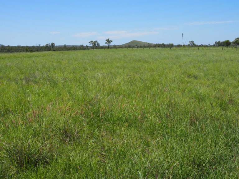 'Maralanna', CASTLE CREEK via Theodore For Sale by Farmbuy.com - image 76