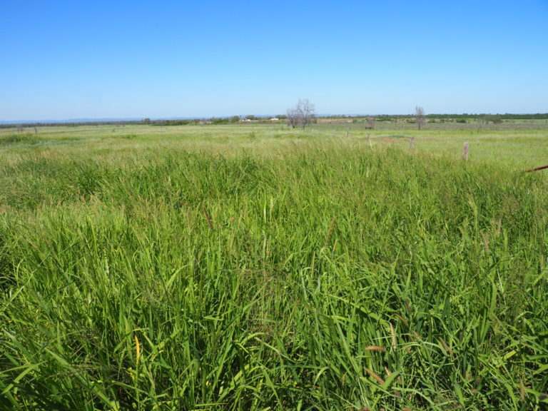 'Maralanna', CASTLE CREEK via Theodore For Sale by Farmbuy.com - image 31