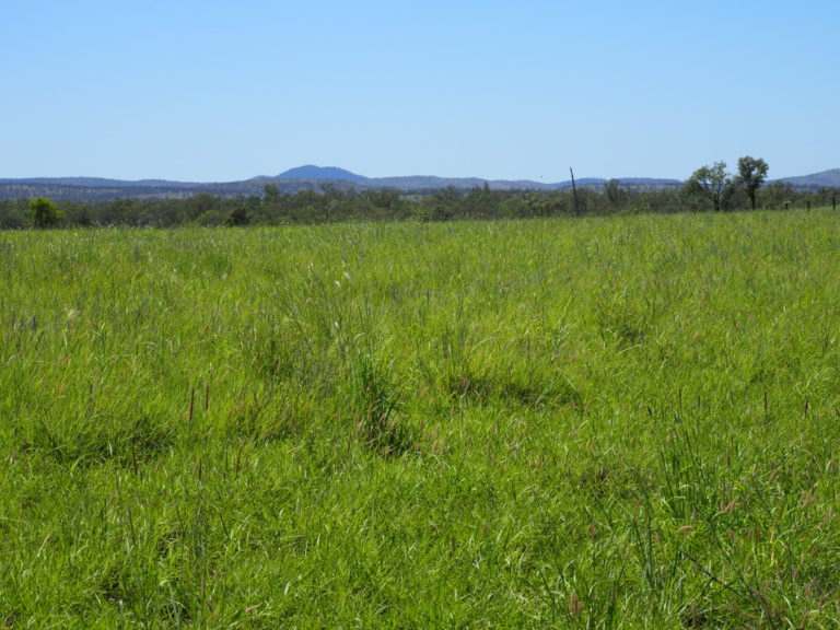 'Maralanna', CASTLE CREEK via Theodore For Sale by Farmbuy.com - image 80