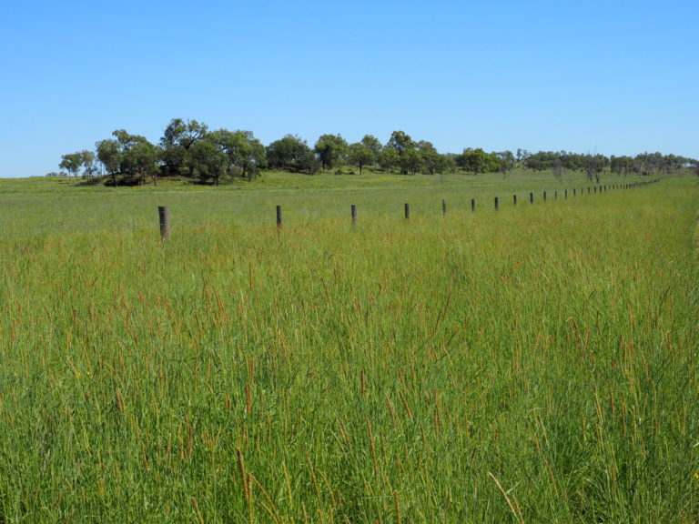 'Maralanna', CASTLE CREEK via Theodore For Sale by Farmbuy.com - image 29