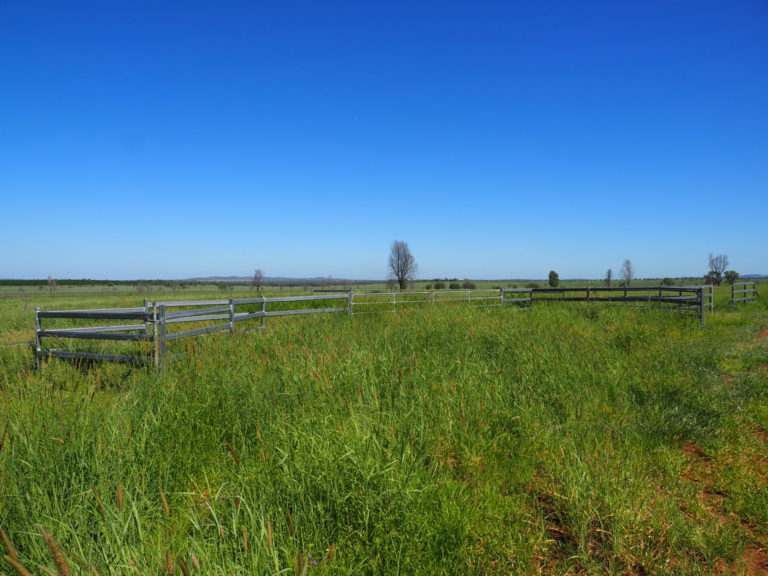 'Maralanna', CASTLE CREEK via Theodore For Sale by Farmbuy.com - image 30