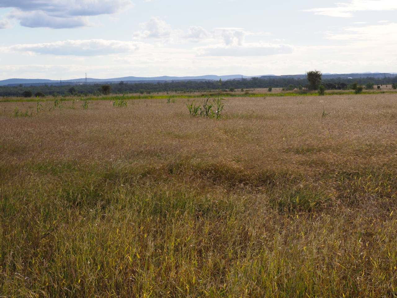 'Corkwood', Baralaba For Sale by Farmbuy.com - image 31