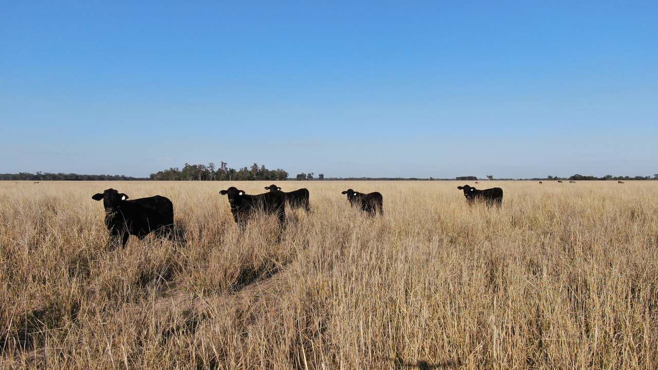 3531 Goodar Road , Goodar  For Sale by Farmbuy.com - image 5