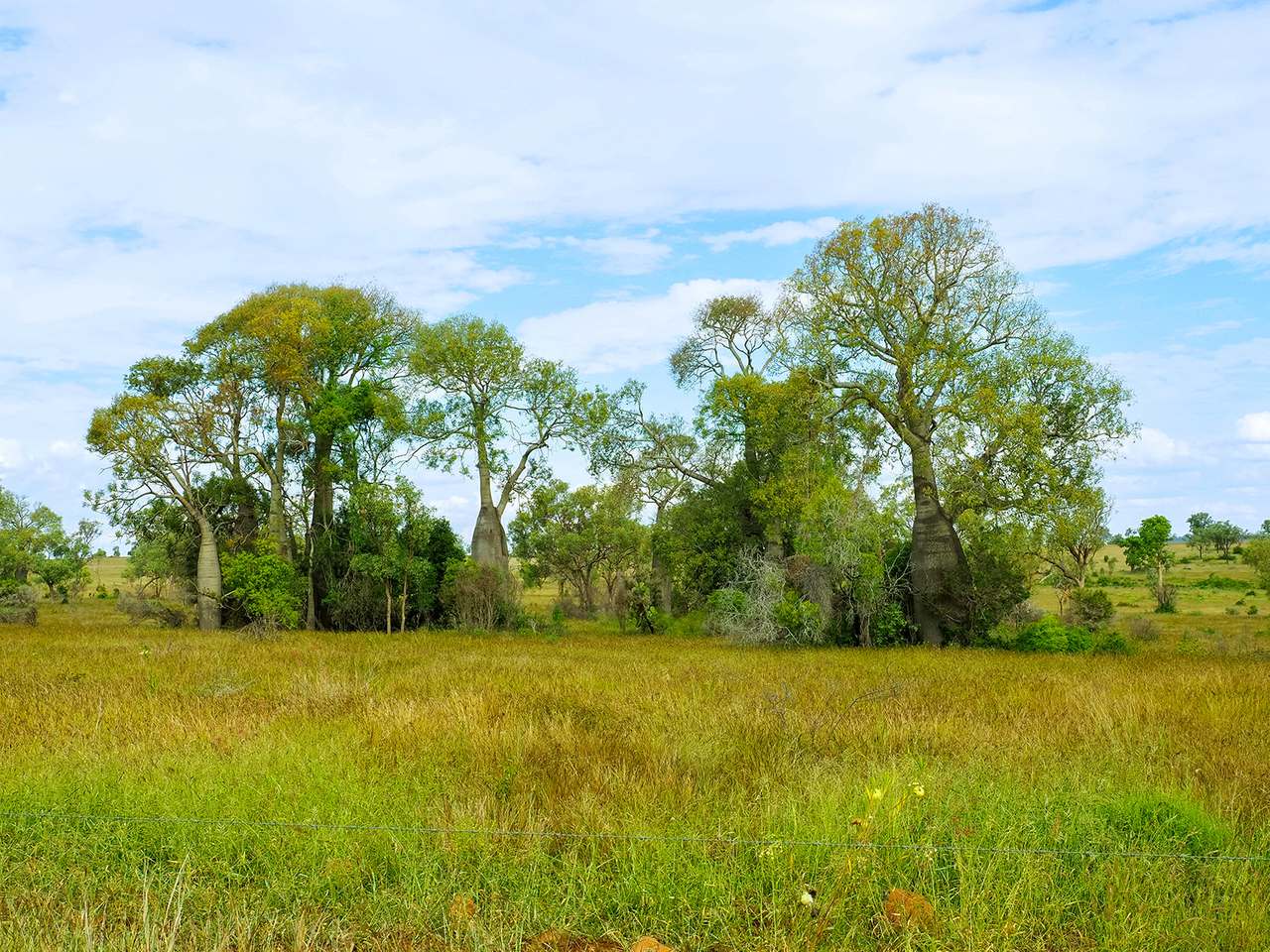 'Telemon', Woolein via Banana Auction by Farmbuy.com - image 27