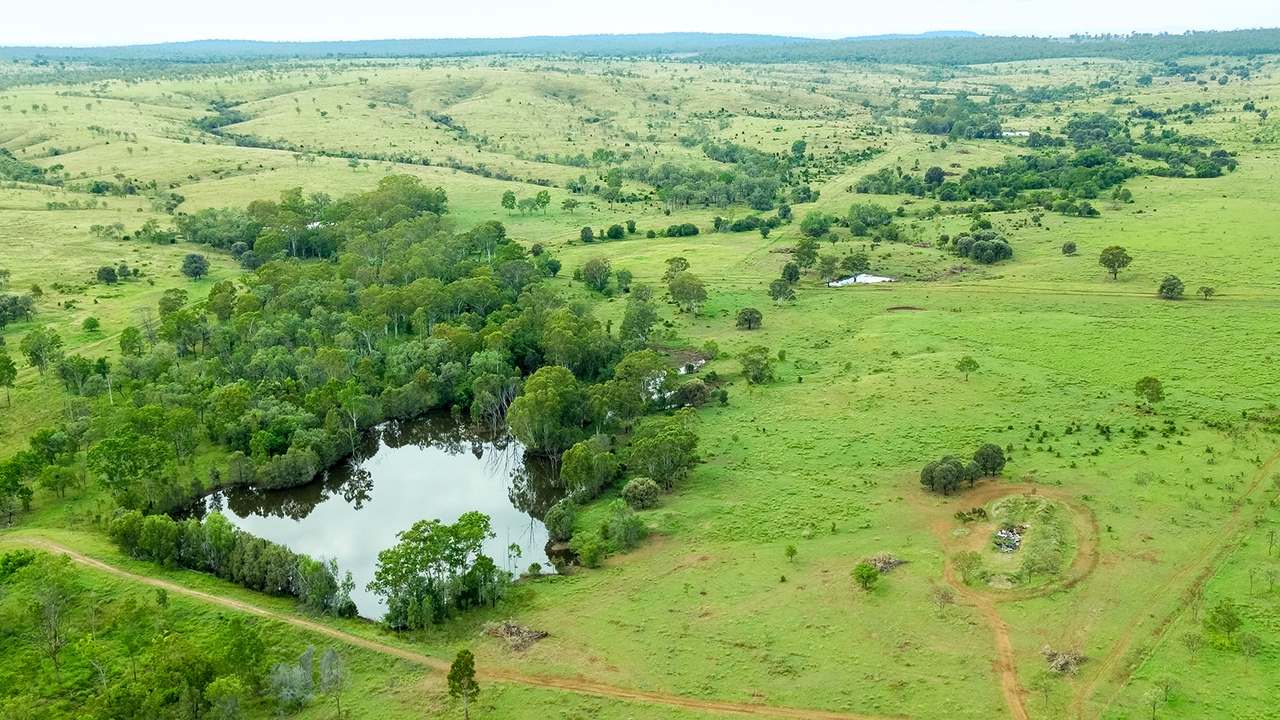 'Telemon', Woolein via Banana Auction by Farmbuy.com - image 61