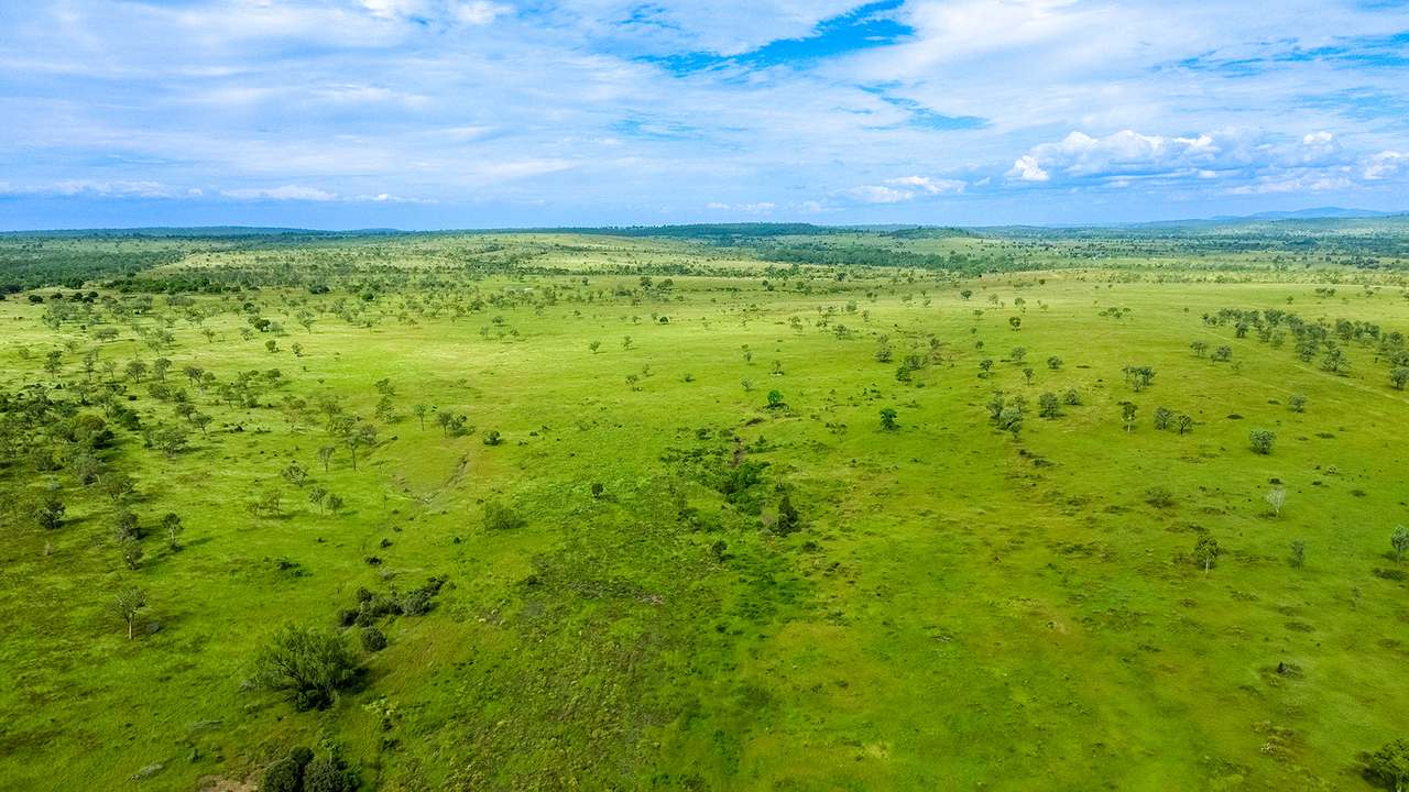 'Telemon', Woolein via Banana Auction by Farmbuy.com - image 71