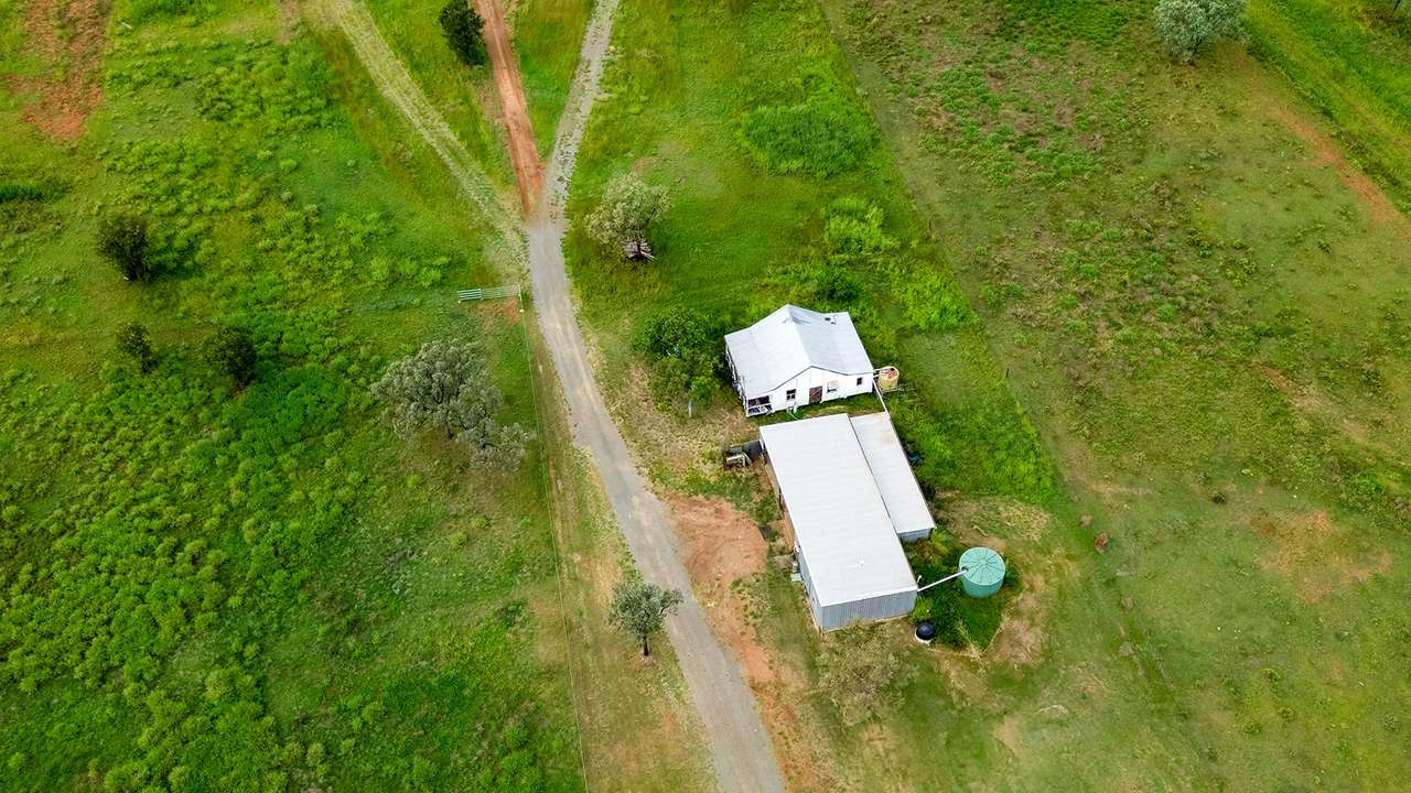 'Telemon', Woolein via Banana Auction by Farmbuy.com - image 64