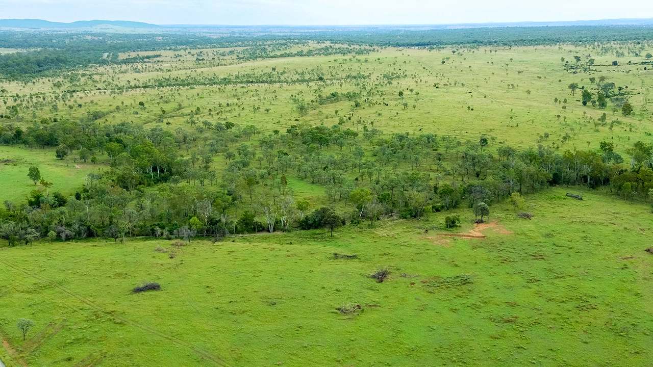 'Telemon', Woolein via Banana Auction by Farmbuy.com - image 57