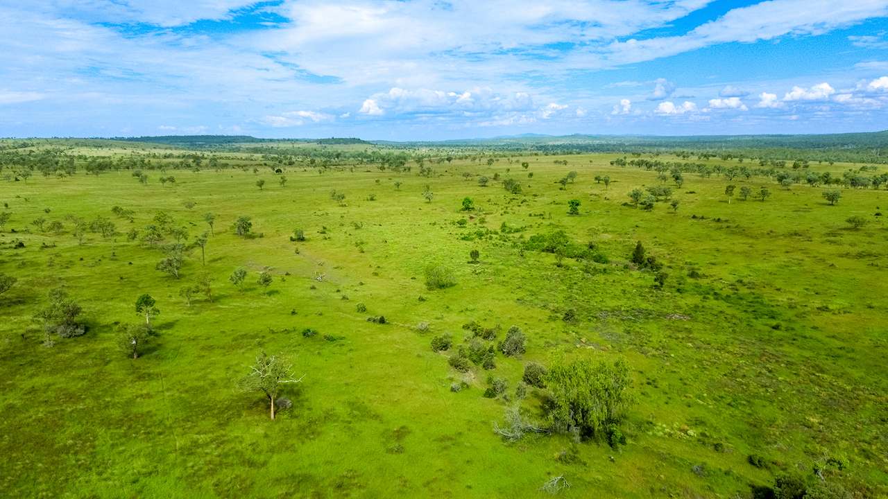 'Telemon', Woolein via Banana Auction by Farmbuy.com - image 72