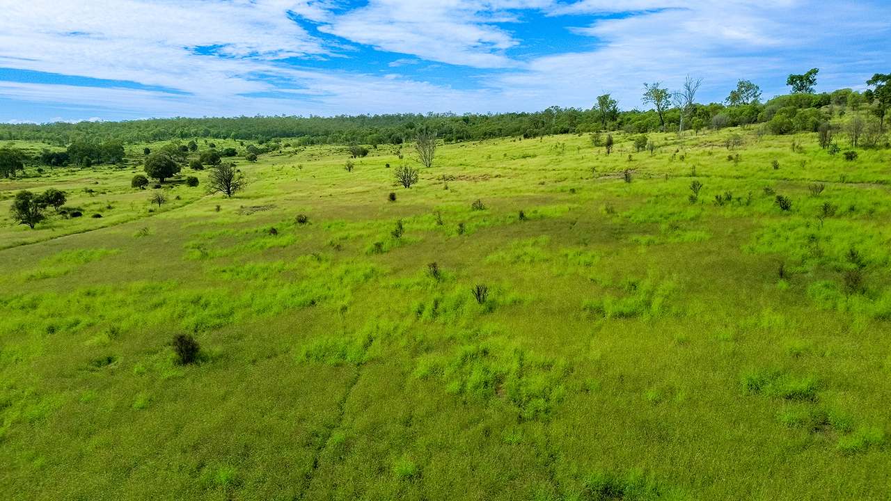 'Telemon', Woolein via Banana Auction by Farmbuy.com - image 30