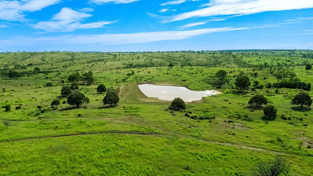 'Telemon', Woolein via Banana Auction by Farmbuy.com - image 32