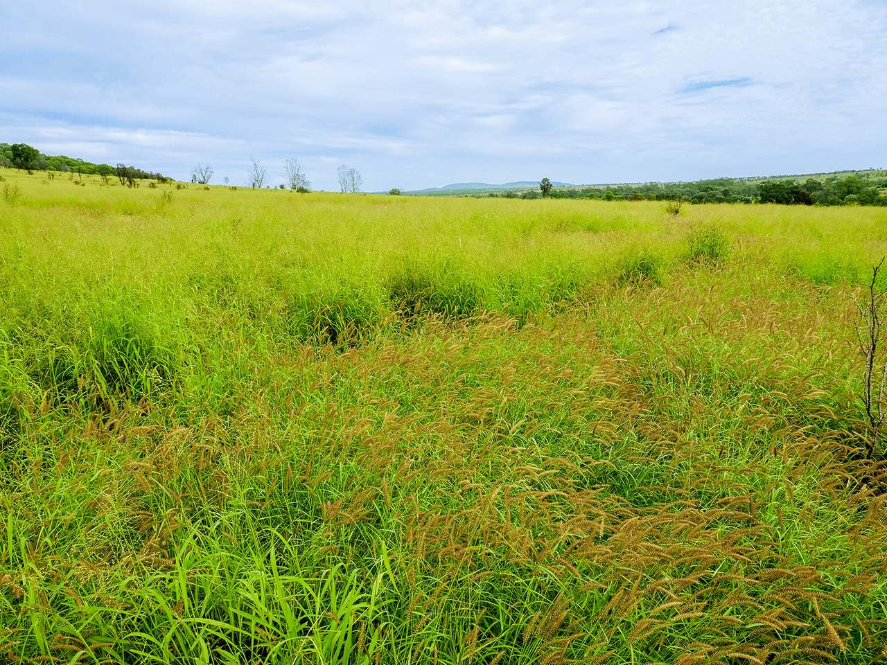 'Telemon', Woolein via Banana Auction by Farmbuy.com - image 97