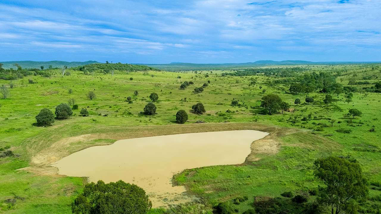 'Telemon', Woolein via Banana Auction by Farmbuy.com - image 34