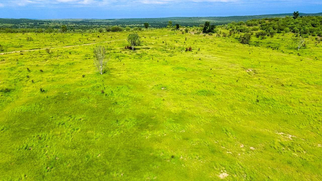 'Telemon', Woolein via Banana Auction by Farmbuy.com - image 39