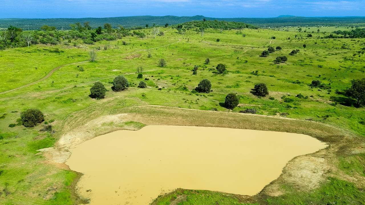 'Telemon', Woolein via Banana Auction by Farmbuy.com - image 37