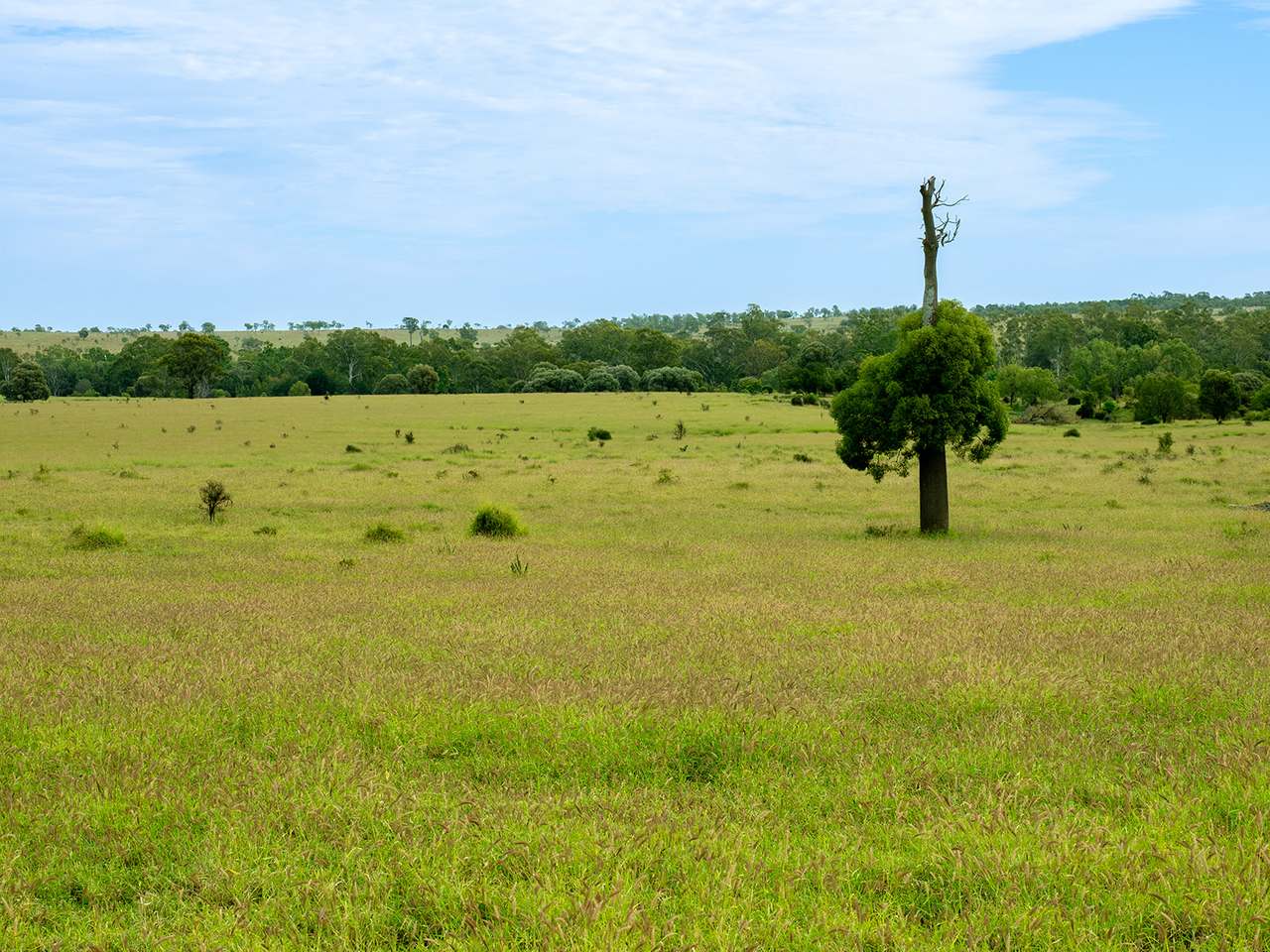 'Telemon', Woolein via Banana Auction by Farmbuy.com - image 5